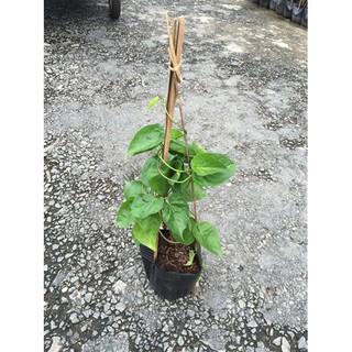 Sản phẩm cây HOA THIÊN LÝ cây giống gửi đi nguyên bầu + Tặng (0,3kg) phân hữu cơ cao cấp