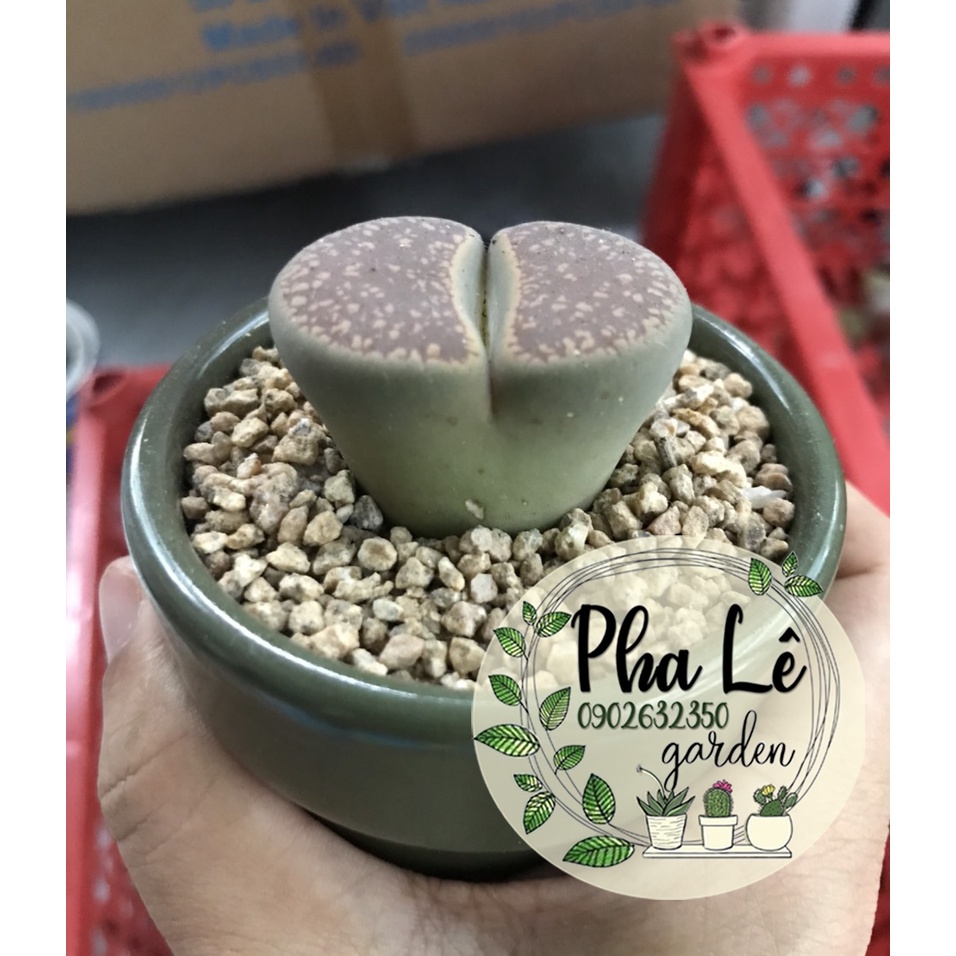 lithops siêu khỏe, siêu to 3-4cm, giá tại vườn/ sen mông