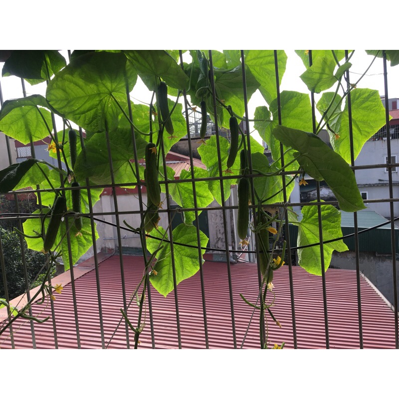 Hạt giống dưa chuột hàn quốc