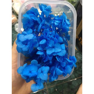 Hoa khô đủ màu chụp ảnh