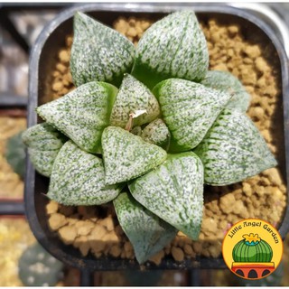 Mua Sen đá kim cương | Haworthia Picta Okubo dễ chăm