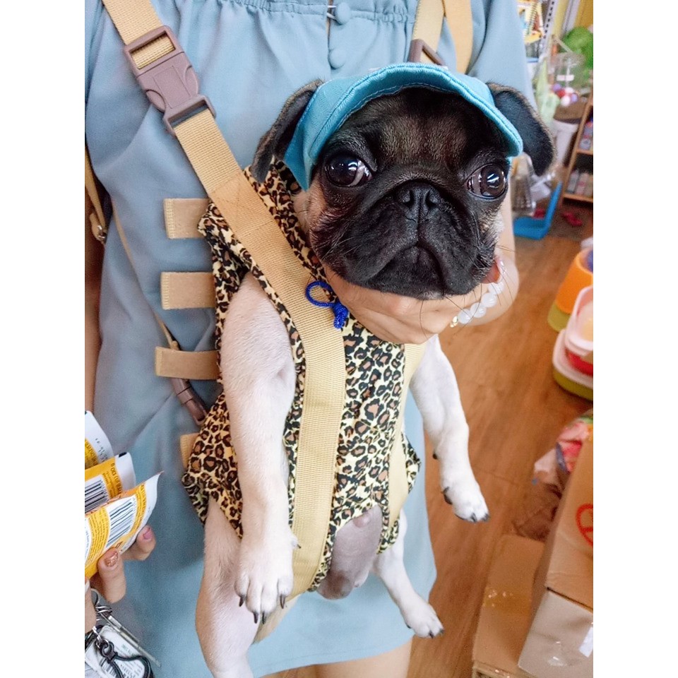 Nón kaki dành cho chó mèo