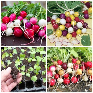 50h hạt giống củ cải đỏ mix cầu vồng