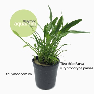 Tiêu thảo parva mini - tiêu thảo mũi tên - cây thủy sinh prava tiền cảnh trải nền siêu đẹp-cryptocoryne parva