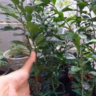 Cây Chanh chúc Thái lan cây đẹp.