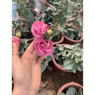 cát tường chậu các màu