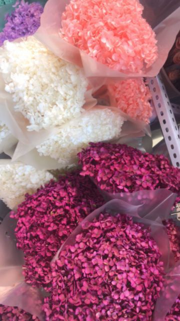 Hoa khô- hoa cẩm tú cầu ướp khô hàng cao cấp nhập khẩu Nhật Bản