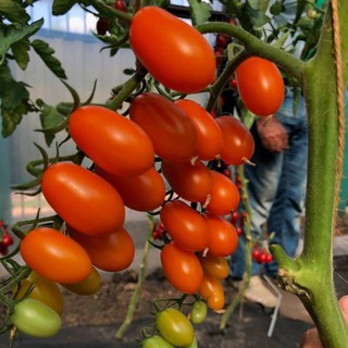 HẠT GIỐNG CÀ CHUA BI CHERRY 1GR