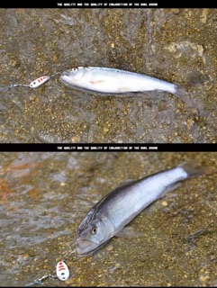 Mồi Thìa Spoon Lure Cá Mương (Mồi Giả)