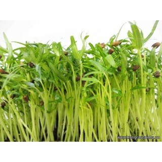[SALE_1H] Hạt Giống Mầm Rau Muống ( 50 gram ) F1