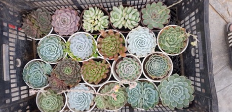 Sen đá (SIZE TRUNG) kích thước từ 9-12cm