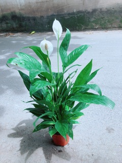 Cây Lan Ý Hàng Đẹp
