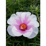 Cây Mười giờ Mỹ (10h Mỹ) cánh đơn