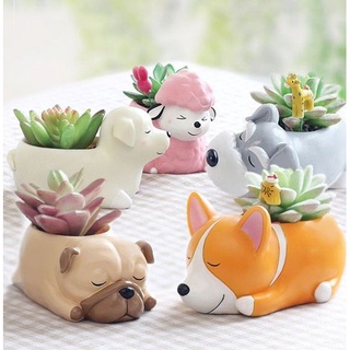 Chậu hình thú cưng của vườn Chang Chang