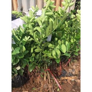 CÂY GIỐNG CHANH VÀNG TỨ QUÝ
