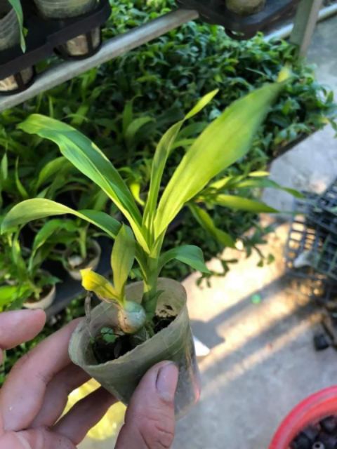 Thiên nga giống đủ màu