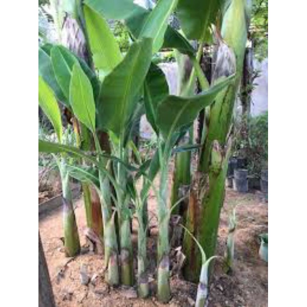 Cây giống chuối già hương