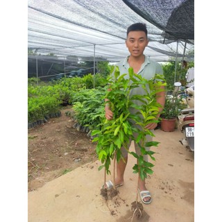 Cây giống vối nếp