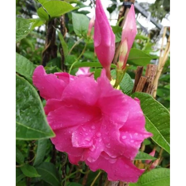Cây Hoa Hồng Anh Cánh Kép