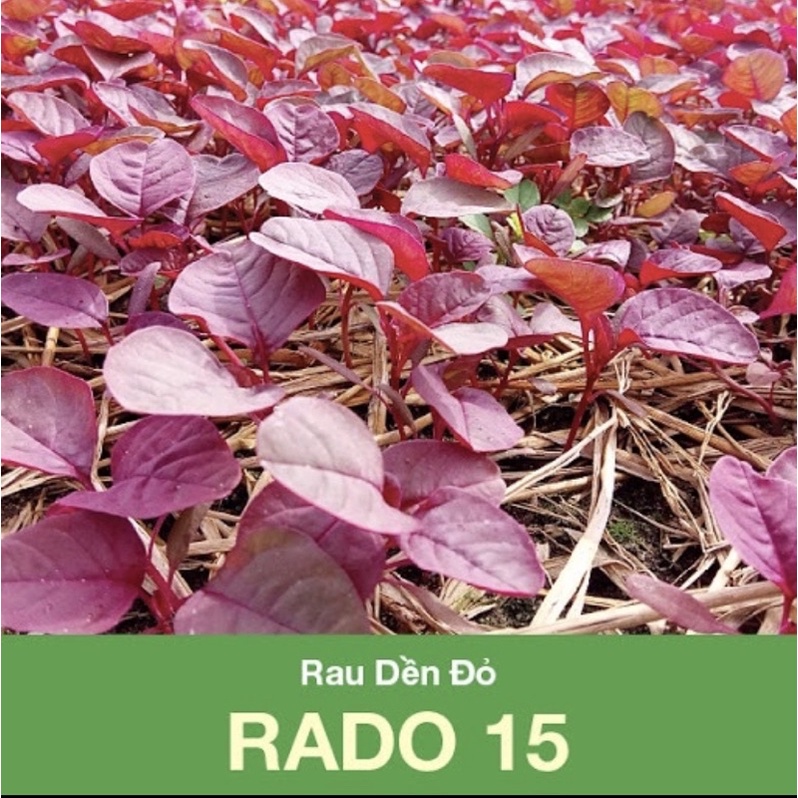 Hạt giống rau dền đỏ Rạng Đông