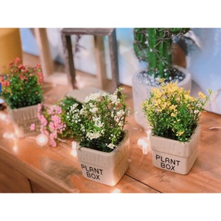 Chậu hoa plant box - chậu hoa giả để bàn