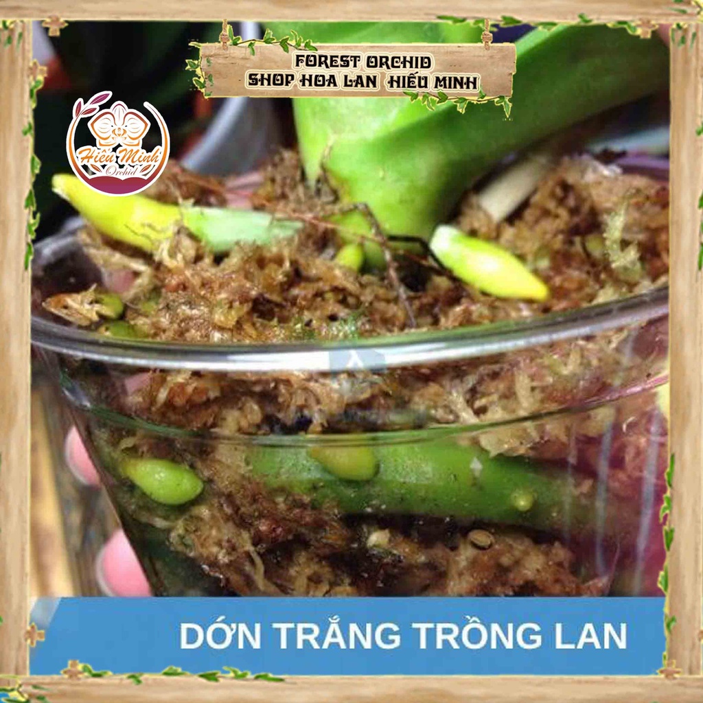 Dớn trắng Chile giá rẻ  chất trồng Hoa Lan cực tốt