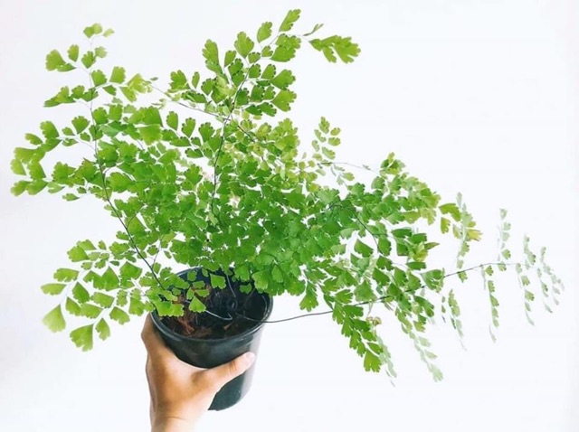 Cây tóc thần vệ nữ