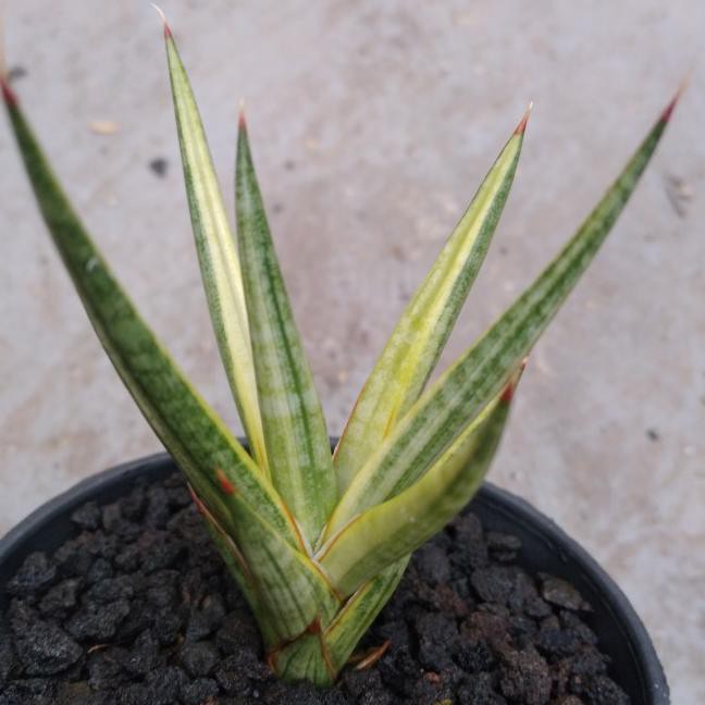 ➩ Sansevieria Francisii Varigata (Mẫu Mới Nhất)