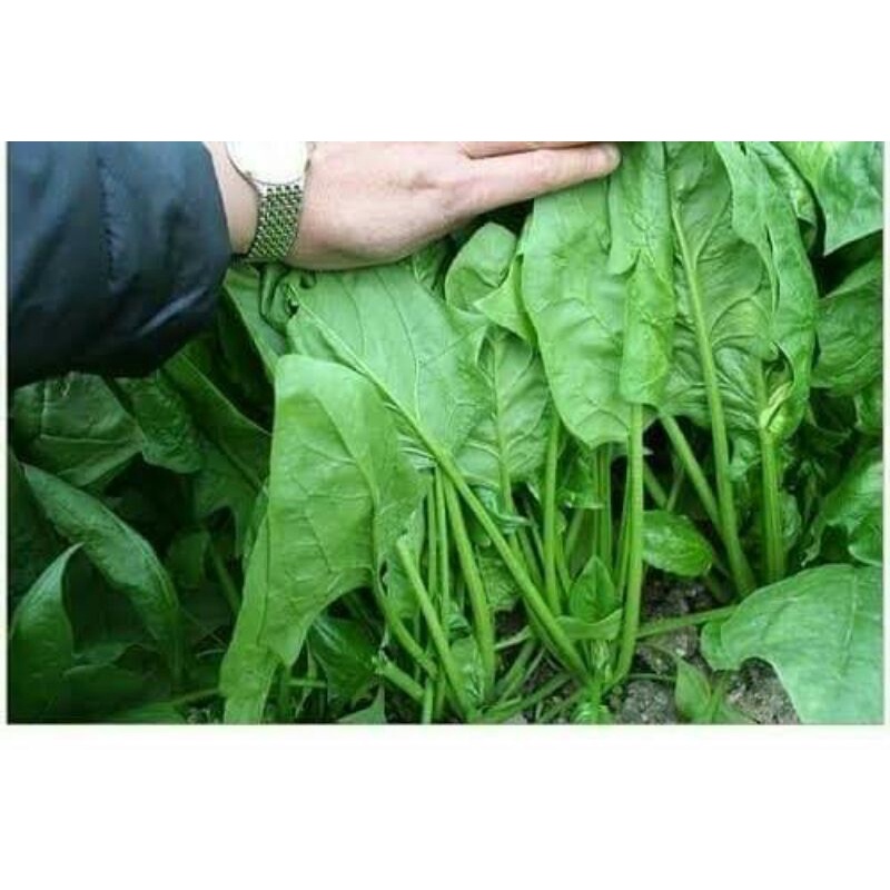 100H _#Hạt _giống_ rau_ cải_ bó _xôi .  .