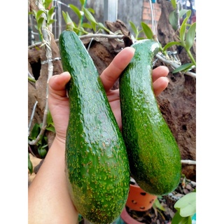 BƠ 034 nông sản ngon