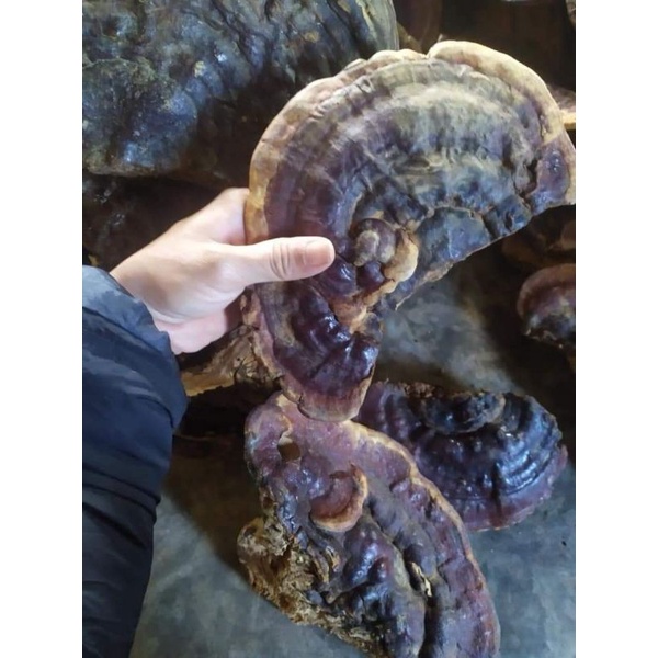 1kg nấm linh chi rừng nguyên tai