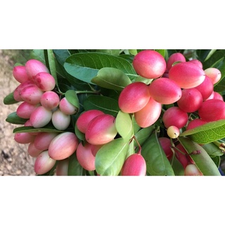 Hàng chuẩn cây siro giống, cây si ro giống ,cây giống si rô rất khỏe
