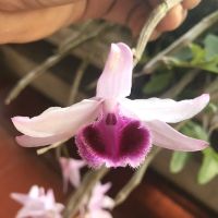 1 kie lan phi điệp