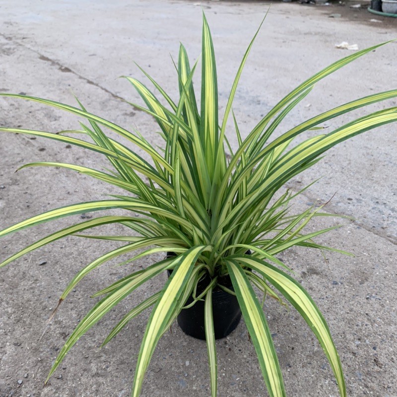 Cây dứa cảnh vàng cao 25cm, nhánh lá xum xuê tươi tốt, rất dễ trồng và chăm sóc, cây cảnh trồng công trình và sân vườn