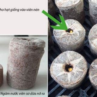Thùng 1000 viên ươm xơ dừa