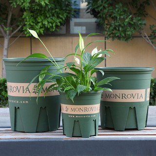chậu trồng Hoa-Monrovia 5gl-chậu Garden 6GL)