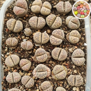 Sen mông,lithops,thạch lan vân khủng long