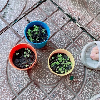 bộ đồ chơi trồng cây