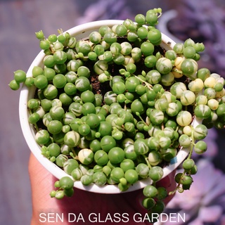 Sen Đá Hạt Ngọc  GLASS GARDEN chậu trung 9cm, dễ trồng, ưa mát, Hàng sen đá Đà Lạt, Lỗi 1 đổi 1