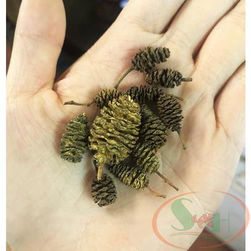 15 Trái Alder Cones  Trái To Chất Lượng Cao