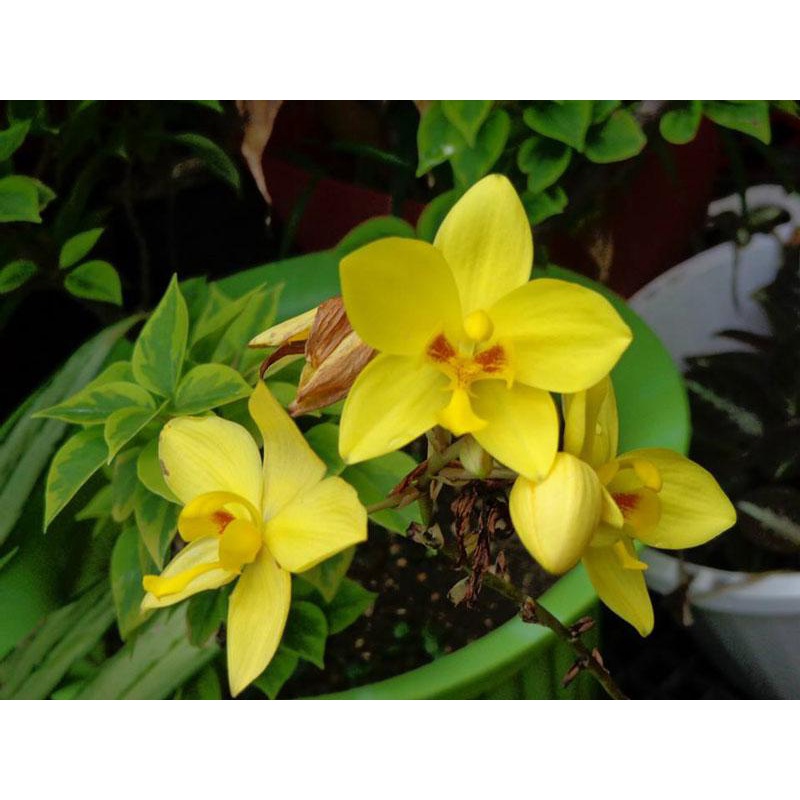 CÂY GIỐNG HOA ĐỊA LAN VÀNG, LAN CHU ĐINH ,, Cây cảnh, dễ trồng GIÁ RẺ, nở quanh năm, Cây Tươi Nguyên CTN1030