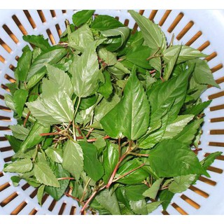 Bộ gói hạt giống rau Đay đỏ