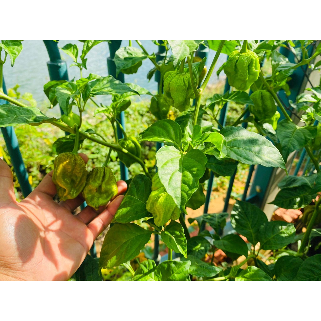 Trái Ớt tươi Big Mustard Mama