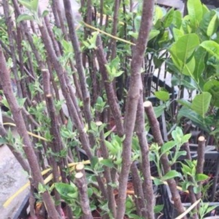Cây giống táo đỏ lùn