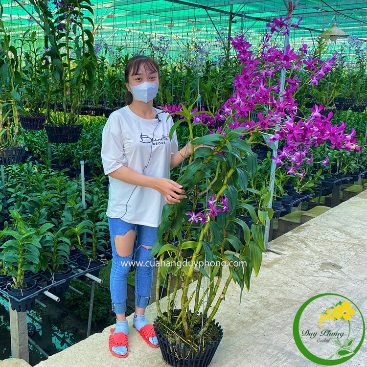 DENDRO NẮNG - C RED - HOÀNG ĐẾ ĐỎ - THUẬN BUỒM XUÔI GIÓ | Bán Nguyên Cậu, Cây Tơ Cao Đẹp Nhiều Thân, Màu Hoa Đỏ Rực