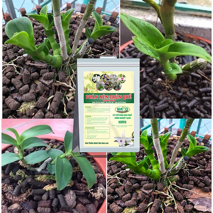 Phân trùn nén, phân trùn quế dạng viên nén dành cho hoa lan, hoa hồng...
