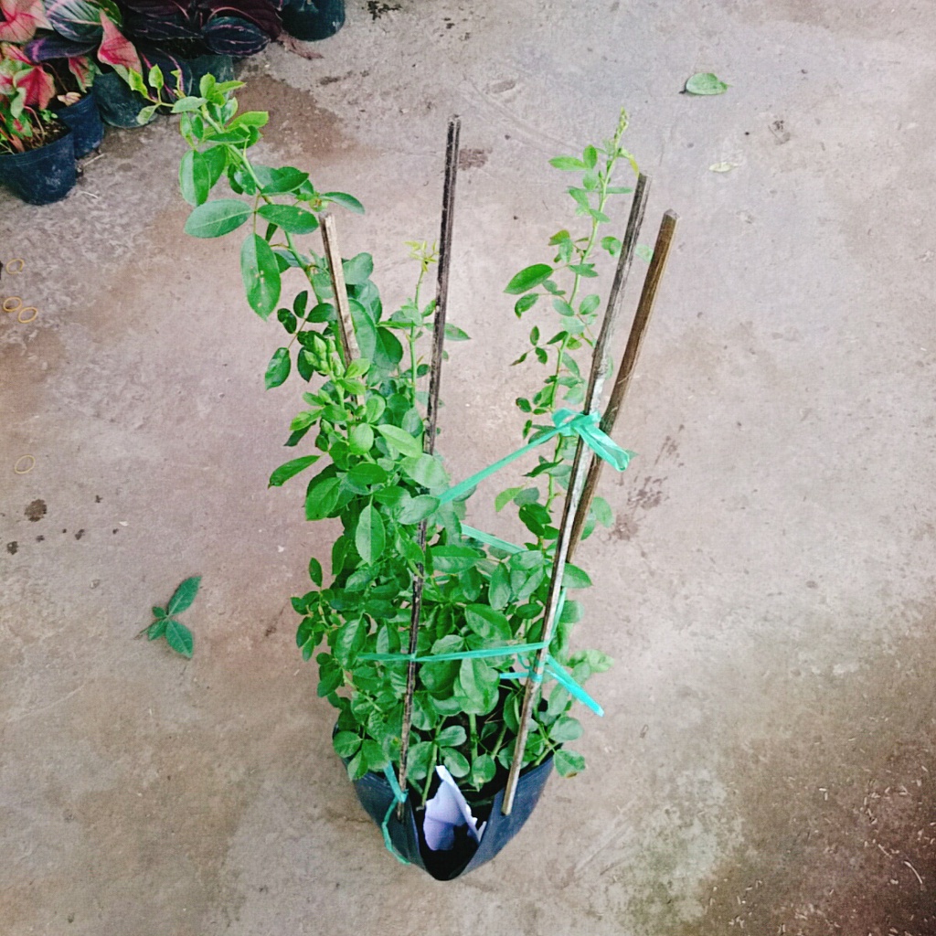 Hồng ngoại red eden  - cây cảnh sân vườn - caykiengsadec