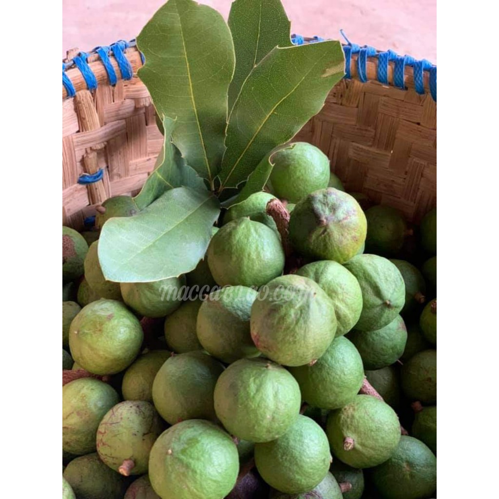 [Gói 500g] Hạt Macca B'Lao sấy nứt vỏ loại đặc biệt. | BigBuy360 - bigbuy360.vn