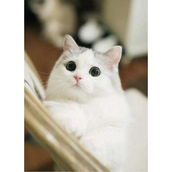 Sebacil CHIẾT LẺ 10ML