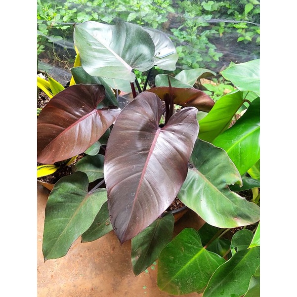 Cây trầu bà tỷ phú xanh và tím size vừa như hình 2